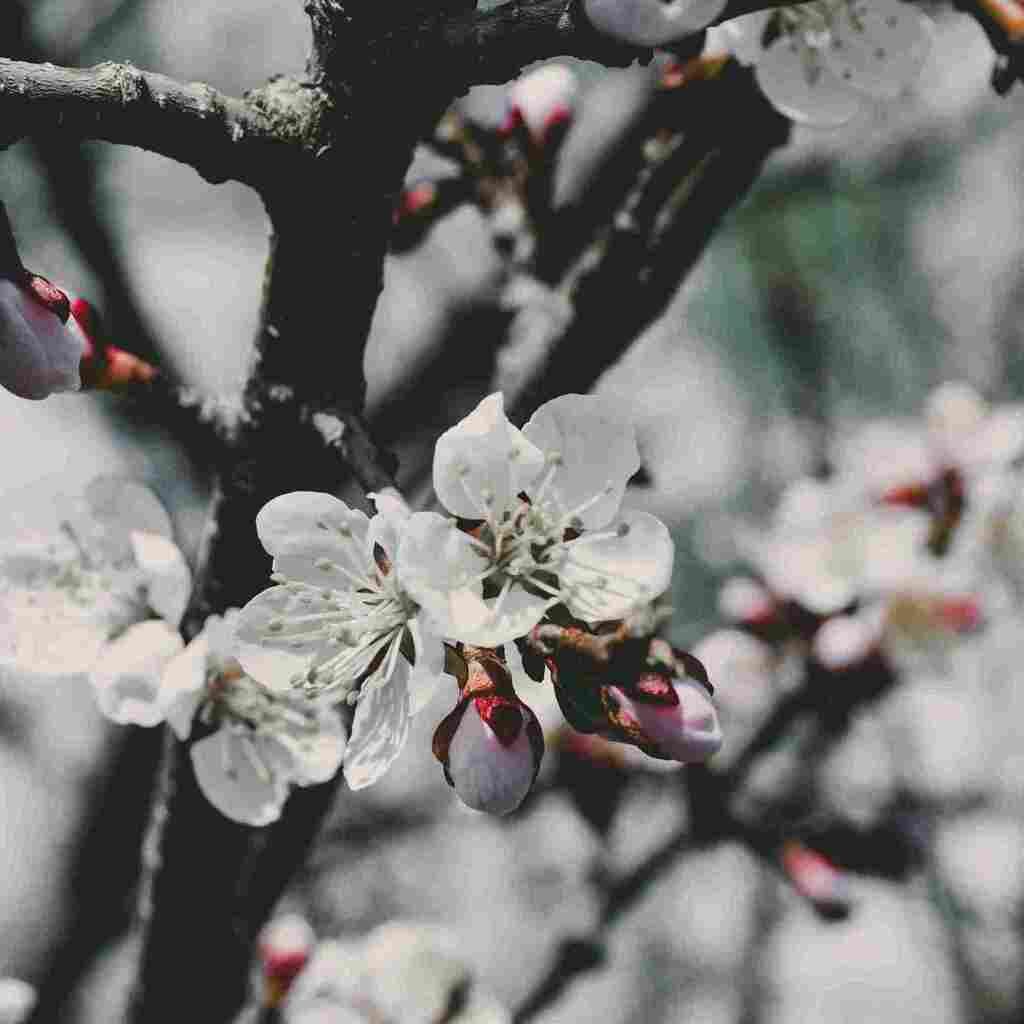 Fleur de ponnier en vue rapprochée