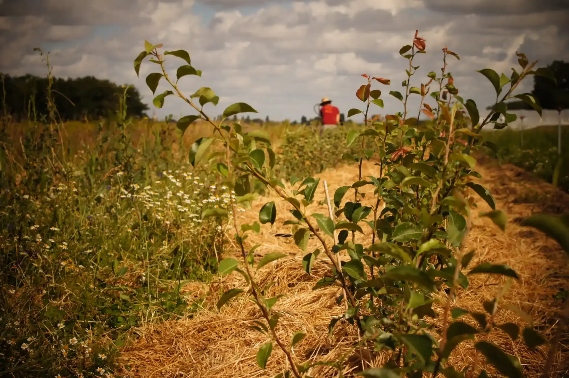 Culture de fruiter avec un traailleur au chapeau de paille